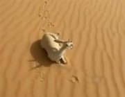 “الوطني لتنمية الحياة الفطرية”: الفيديو المتداول عن نفوق ظباء بصحراء الدهناء يعود لمنطقة خارج المملكة