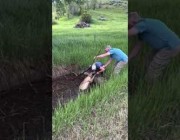 جد وحفيده ينقذان غزالاً سقط في بحيرة داخل مزرعة بولاية كلورادو