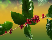 7 معلومات عن زراعة محصول البُن في المملكة.. «الجيزاني» الأعلى جودة عالميا