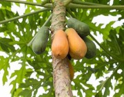 بجهود ذاتية مواطن ينجح في استزراع فاكهة نادرة في تبوك.. ويطالب “الزراعة” بدعم مشروعه