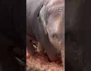 تايلاندية تنقذ فيلاً صغيراً غرست أقدامه في الوحل