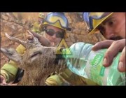 رجال الإطفاء يسقون غزالاً الماء بعدما أنهكته حرائق الغابات بإسبانيا