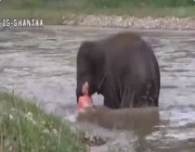 شاهد.. صغير الفيل لاحظ رجل كاد أن يغرق فأسرع لإنقاذه