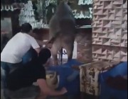 فيديو كوميدي.. عجل هارب من الذبح يقتحم مقهى برواده في مصر