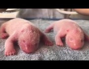 اثنان من حيوانات الباندا حديثا الولادة يرضعان من الأم في الصين