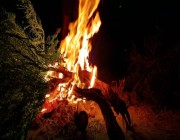 الأمن البيئي يوضح عقوبة حرق الأشجار أو سكب المواد الضارة عليها