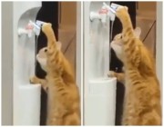 شاهد.. فيديو لقط يشرب من “برادة مياه” بطريقة مثيرة و يحصد ملايين المشاهدات