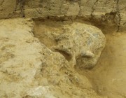 العثور على جمجمة بشرية تعود إلى ما قبل مليون سنة في الصين