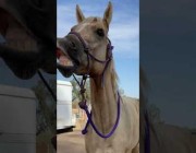 حصان يتفاعل مع أحد الأشخاص ويحاول الابتسام للكاميرا