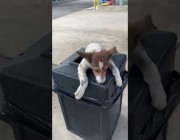 سيدة أمريكية تعثر على كلبين داخل صندوق قمامة في حالة سيئة