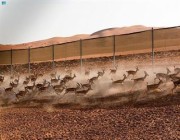 بإنقاذ الحيوانات المهددة بالانقراض.. أرامكو تحمي الحياة الفطرية في الصحراء (صور)