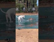 حيوان الراكون وأحد الكلاب يلهوان في الماء بولاية لويزيانا الأمريكية