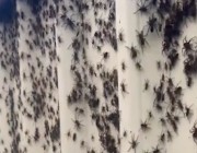 عناكب ضخمة تقتحم منازل في أستراليا بسبب الأمطار