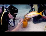 غواصون ينحتون فوانيس القرع تحت الماء بولاية فلوريدا