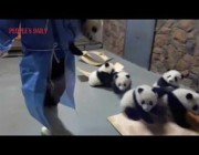 حارسة الباندا تأخذ الصغار لإطعامهم واحداً تِلْو الآخر في الصين