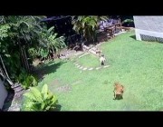 شاة تنطح طفلة وتسقطها أرضاً وكلب يهب لنجدتها في بورتو ريكو