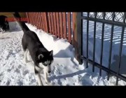 كلبة تجتهد لإعادة أولادها للداخل خوفاً من البرد