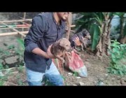 بنجلاديشي ينقذ جراء كلبة سقطت في أحد المجاري المائية