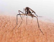 تنقل حمى الضنك والملاريا.. احذر 4 أنواع من الحشرات تنتقل بالأجواء الماطرة