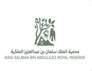 انطلاق موسم ربيع محمية الملك سلمان بن عبدالعزيز الملكية في الحرة والطبيق غداً