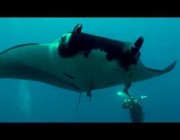غواصون يقتربون من الكائن البحري الضخم “مانتا راي” في المكسيك