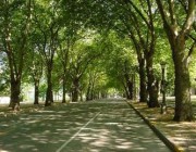 دراسة: زراعة الأشجار بالمدن تخفّض الوفيات الناجمة عن الحرّ إلى الثلث