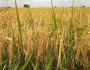 “فيتش” تتوقع أسوأ أزمة في إمدادات الأرز يشهدها العالم منذ عقدين