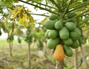 “البيئة”: المملكة تحقق اكتفاءً ذاتيًا بنسبة %95 من فاكهة البابايا