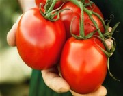 فوائد عديدة للطماطم.. وهكذا تحقق أقصى استفادة منها