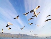 6 فوائد لحماية الطيور المهاجرة من الصيد المخالف.. وهذه الأخطار تهددها