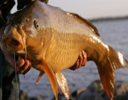 الحكم على أمريكيين بالسجن غشَّا في مسابقة محلية لصيد الأسماك