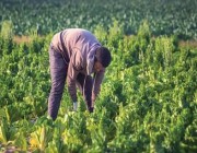 “البيئة”: 1.5 مليون طلب للعمالة الزراعية بنهاية مايو