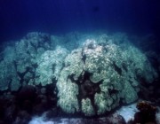 حرارة المياه بفلوريدا تهدد الشعاب المرجانية