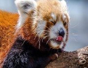 باندا حمراء مهددة بالانقراض في حديقة حيوان بألمانيا تلد ديسمين صغيرين