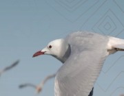 رصد نوعين جديدين من الطيور بمحمية الملك سلمان