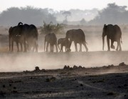 قطيع أفيال يقتل شخصين بعد هروبه من حديقة وطنية في أوغندا