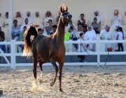 "DNA" لإثبات نسب الخيول العربية الأصيلة