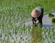 توقع بانخفاض إنتاج الأرز في كوريا الجنوبية 2.1 % في 2023