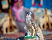 أكثر من 1000 صقر تُحلق في سماء طريف بأجواء حماسية ضمن مهرجان الصقور التاسع