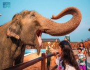 تجربة تفاعلية لإطعام واستحمام "الفيلة الآسيوية"