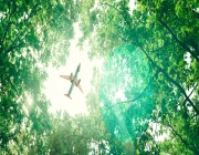 في أول تقرير للاستدامة في طيران ناس .. انخفاض الانبعاثات الكربونية 161 ألف طن بما يعادل زراعة 6.5 مليون شجرة