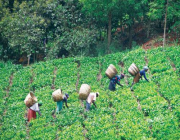 أسعار الشاي في كينيا تسجل أعلى مستوى لها منذ 30 عاما