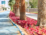 أمانة القصيم تزرع خمسة آلاف زهرة من “الأمرنتس” لتزيّن حديقة الإسكان بمدينة بريدة