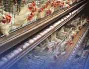 الأمن الغذائي: إهدار 444 ألف طن دجاج سنوياً