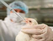 “الصحة العالمية” تسجل أول إصابة ووفاة بـ”H5N2″