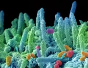 تطوير مضاد حيوي يحتفظ بالبكتيريا النافعة