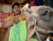 في إندونيسيا.. صالون لتدليك أبقار الأضاحي