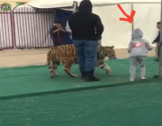 شاهد نمر يهاجم طفلة بمعرض الصناعات بسكاكا