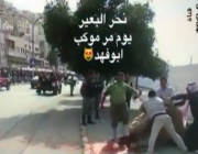 بالفيديو مواطن أردني نشمي ينحر القعود أمام موكب الملك سلمان” #حيالله_الملك_سلمان_بالاردن