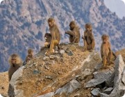 إعلان القرود يثير الغضب ضد شركة سياحة ويدفعها للاعتذار